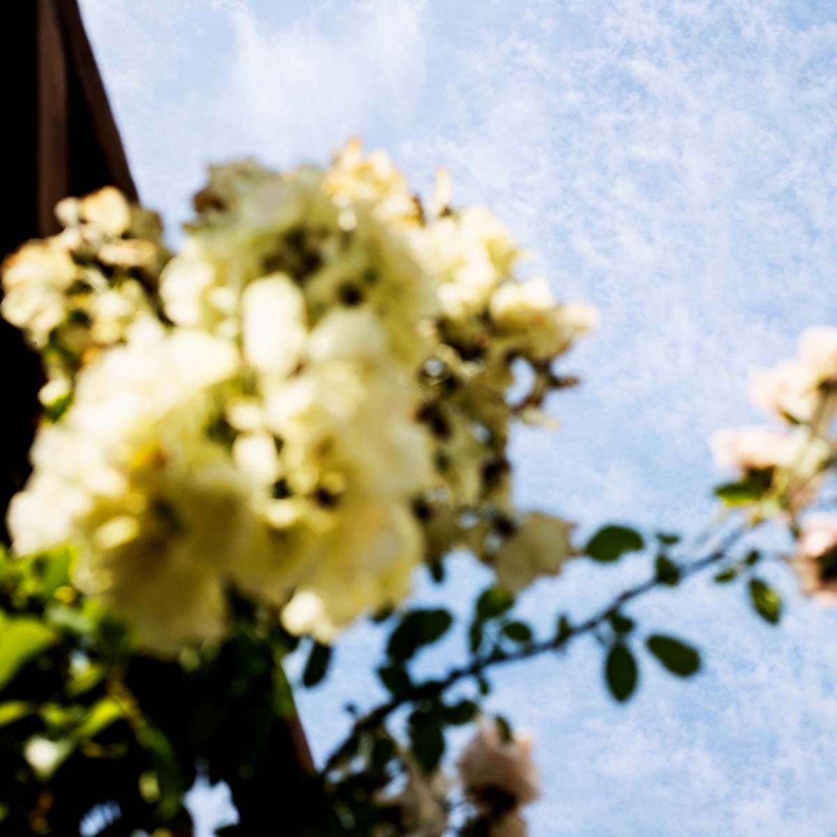Maria Candida Gentile white flowers